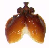 P. hirticula ventral female genitalia